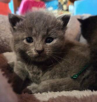 Domestic Short Hair Cats Available for Adoption in Rutherfordton, North Carolina - Wilma | PetCurious