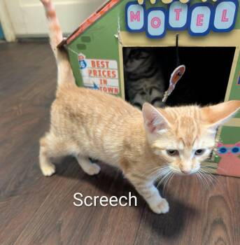 Screech -  Tabby and Domestic Short Hair Cat for Adoption in Spring City, Pennsylvania - Screech | PetCurious