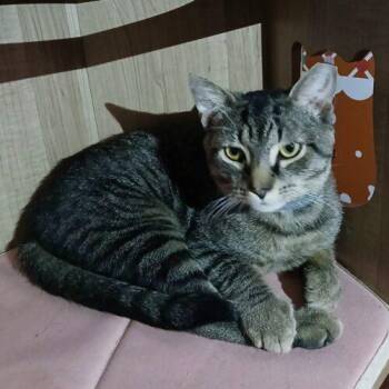 Domestic Short Hair Cats Available for Adoption - Freddy Five | PetCurious