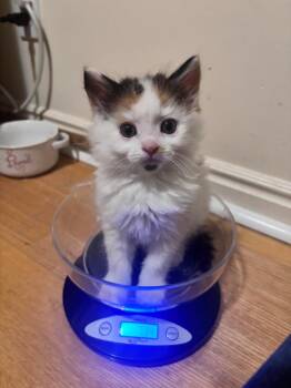 Io -  Domestic Medium Hair Cat for Adoption in Millcreek, Utah - Io | PetCurious