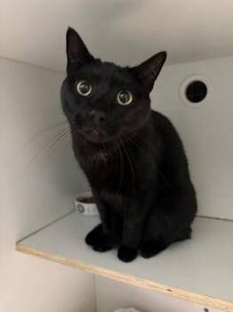 Domestic Short Hair Cats Available for Adoption - Bane | PetCurious