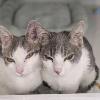 Kerfluffle -  Domestic Short Hair Cat for Adoption in Buffalo, New York - Kerfluffle | PetCurious