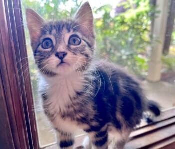 Emu Buns -  Domestic Short Hair Cat for Adoption in Eugene, Oregon - Emu Buns | PetCurious