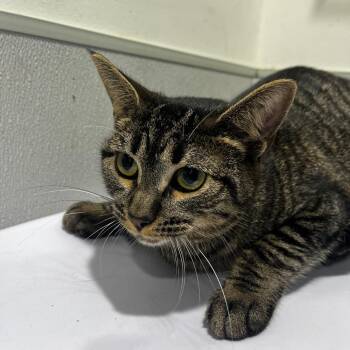 Domestic Short Hair Cats Available for Adoption - Doja | PetCurious