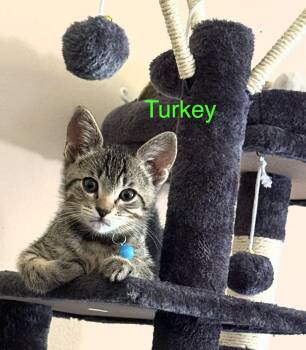 Turkey -  Domestic Short Hair and Tiger Cat for Adoption in Lake Monroe, Florida - Turkey | PetCurious