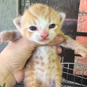 Domestic Short Hair Cats Available for Adoption in Birmingham, Alabama - Joplin | PetCurious