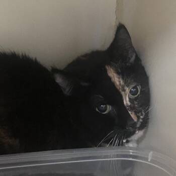 Mel -  Domestic Short Hair Cat for Adoption in Yuma, Arizona - Mel | PetCurious