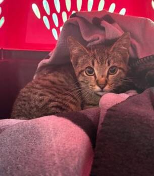 Simon -  Domestic Short Hair Cat for Adoption in Hobart, Indiana - Simon | PetCurious