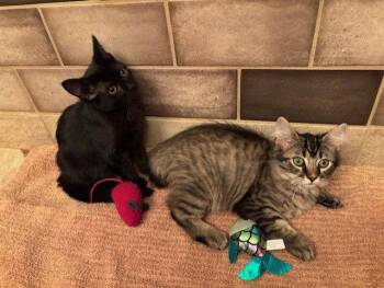 Tilley -  Domestic Short Hair Cat for Adoption in Fayetteville, Georgia - Tilley | PetCurious