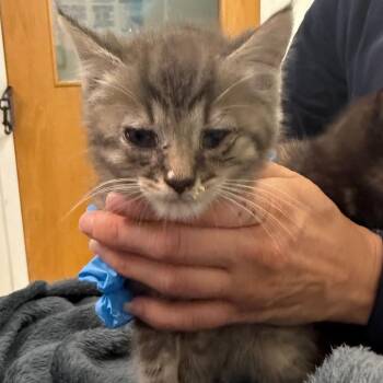 Camilo -  Domestic Medium Hair Cat for Adoption in Charleston, West Virginia - Camilo | PetCurious