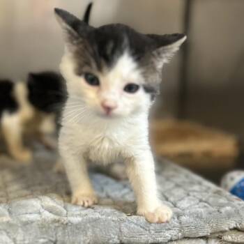 SQUIRT -  Domestic Short Hair Cat for Adoption in Richmond, California - SQUIRT | PetCurious