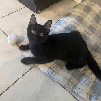 Aragon -  Domestic Short Hair Cat for Adoption in Litchfield Park, Arizona - Aragon | PetCurious