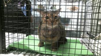 STEVIE -  Domestic Short Hair Cat for Adoption in Houston, Texas - STEVIE | PetCurious