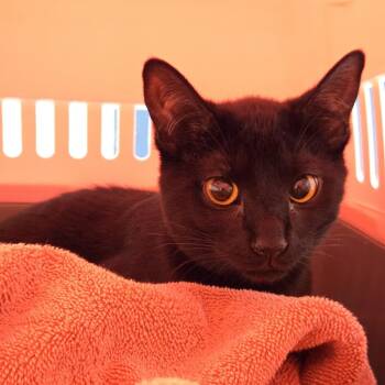 Domestic Short Hair Cats Available for Adoption in Pittsburgh, Pennsylvania - Webber | PetCurious