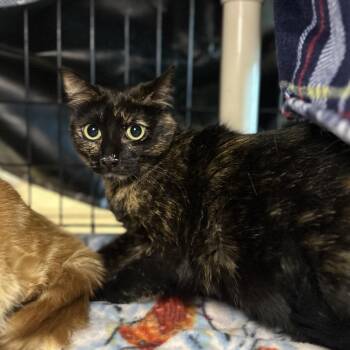 Patches -  Domestic Short Hair Cat for Adoption in Chicago, Illinois - Patches | PetCurious