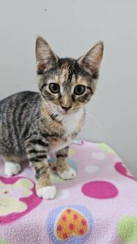 Rescue Domestic Short Hair Cats for Adoption in Chicago, Illinois - Sprinkles | PetCurious