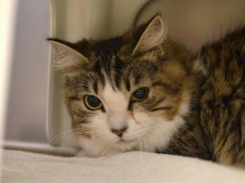 Domestic Long Hair Cats Available for Adoption - Izzy Bel | PetCurious