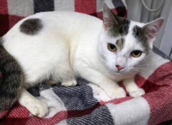 Domestic Short Hair Cats Available for Adoption in Thief River Falls, Minnesota - Ezio | PetCurious
