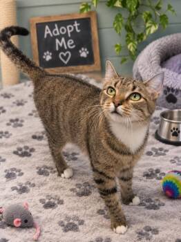 sheila -  Domestic Short Hair Cat for Adoption in Lincoln, Illinois - Sheila | PetCurious
