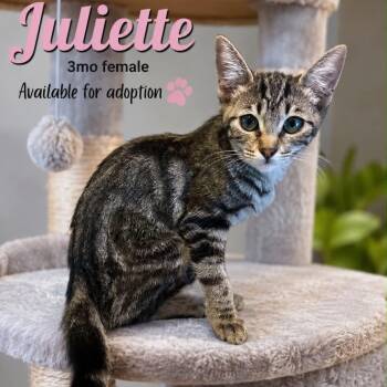 Juliette -  Tabby and Domestic Short Hair Cat for Adoption in Antioch, California - Juliette | PetCurious