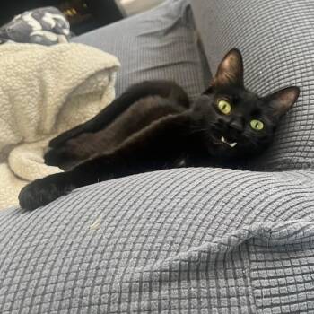 Rescue Domestic Short Hair Cats for Adoption in Stoughton, Wisconsin - Obo (cerebellar Hypoplasia) | PetCurious