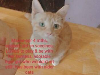 Maeve -  American Bobtail Cat for Adoption in Muskegon, Michigan - Maeve | PetCurious