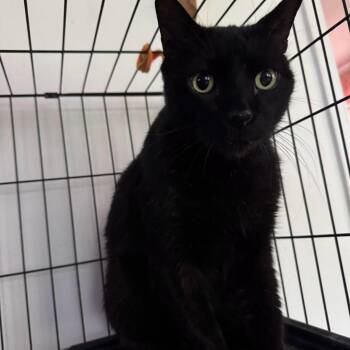 Santana -  Domestic Short Hair Cat for Adoption in Largo, Florida - Santana | PetCurious