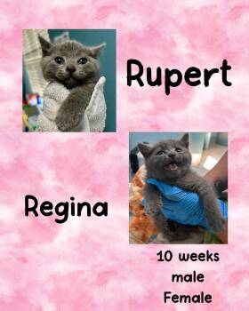 Domestic Short Hair Cats Available for Adoption in Holbrook, New York - RUPERT | PetCurious