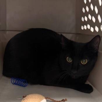 Domestic Short Hair Cats Available for Adoption in Clearwater, Florida - Astra | PetCurious