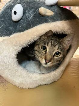 Gigi -  Domestic Short Hair Cat for Adoption in Gladstone, Oregon - Gigi | PetCurious