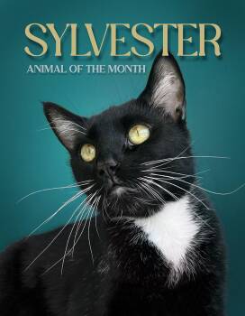 Rescue Domestic Short Hair Cats for Adoption in Los Angeles, California - Sylvester Huerta | PetCurious