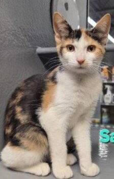 Domestic Short Hair and Calico Cats Available for Adoption in Hazlet, New Jersey - Samira | PetCurious