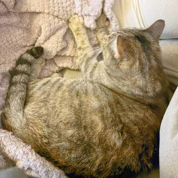 Rescue Domestic Short Hair Cats for Adoption - Goosie | PetCurious