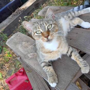 Rescue Domestic Short Hair Cats for Adoption in Lenexa, Kansas - Keke | PetCurious