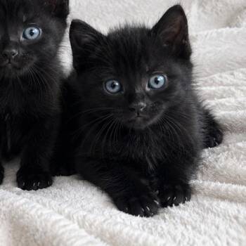 Domestic Short Hair Cats Available for Adoption in Tucson, Arizona - Ester | PetCurious