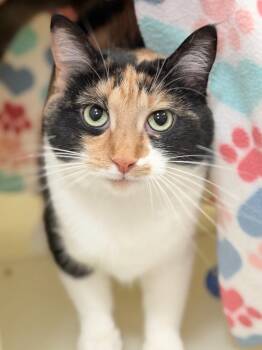 Hattie -  Domestic Short Hair Cat for Adoption in Menomonie, Wisconsin - Hattie | PetCurious