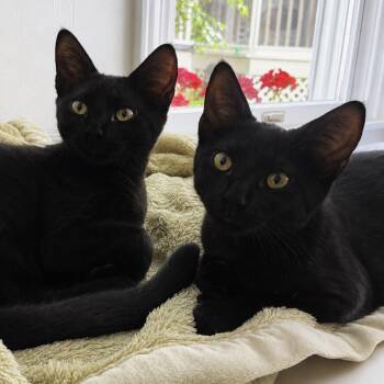 Chia & Flax -  Domestic Short Hair Cat for Adoption in Waltham, Massachusetts - Chia & Flax | PetCurious