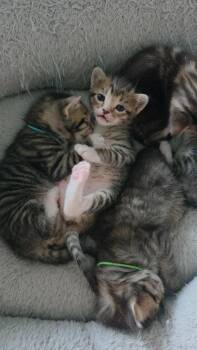 Negan-White -  Domestic Short Hair Cat for Adoption in Battle Ground, Washington - Negan-White | PetCurious