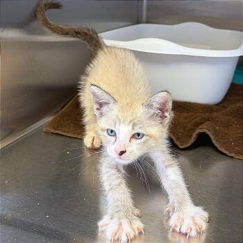 Oggie Boogie -  Domestic Short Hair Cat for Adoption in Hannibal, Missouri - Oggie Boogie | PetCurious