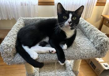 Rescue Domestic Short Hair Cats for Adoption in Catonsville, Maryland - Tippy | PetCurious