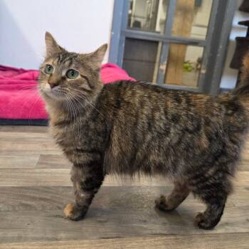Rescue Domestic Medium Hair Cats for Adoption in Spencer, Iowa - Raven | PetCurious