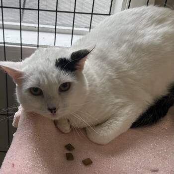 Domestic Short Hair Cats Available for Adoption in Hannibal, Missouri - Jerry | PetCurious