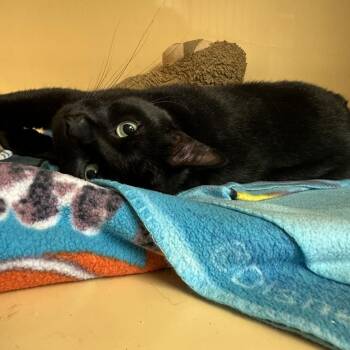 Sammy aka Alvan -  Domestic Short Hair Cat for Adoption in Buffalo, New York - Sammy Aka Alvan | PetCurious