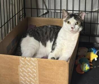 Hershey -  Domestic Short Hair Cat for Adoption in New York, New York - Hershey | PetCurious
