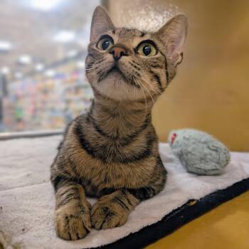 Isabella -  Tabby and Domestic Short Hair Cat for Adoption in Pearland, Texas - Isabella | PetCurious