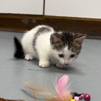 Rescue Domestic Short Hair Cats for Adoption in Crookston, Minnesota - Ginger | PetCurious