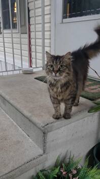 Mindy -  Domestic Medium Hair Cat for Adoption in Fairfax, Virginia - Mindy | PetCurious