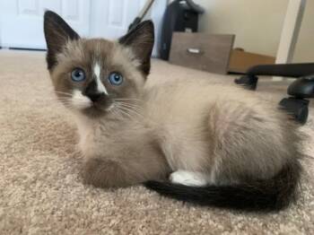LINUS -  Domestic Short Hair Cat for Adoption in Santa Cruz, California - LINUS | PetCurious