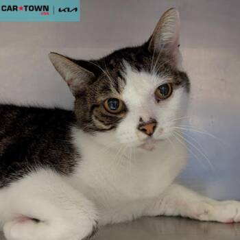 Rescue Domestic Short Hair Cats for Adoption in Lexington, Kentucky - Romeo | PetCurious