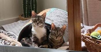 Domestic Short Hair Cats Available for Adoption in Greensburg, Pennsylvania - Brownie | PetCurious